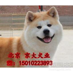 进口秋田对比视频国产,品质与价格的较量